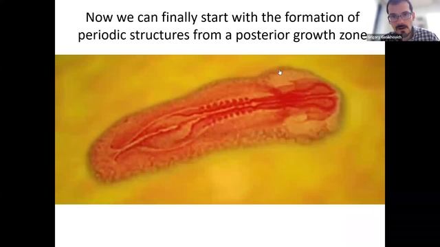 Принципы биологии развития, Г.Генихович - лекция 4, 17-02-2022