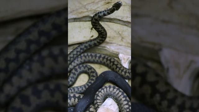 Сколько людей умирают от укусов змей? Какая змея самая ядовитая? смотреть онлайн