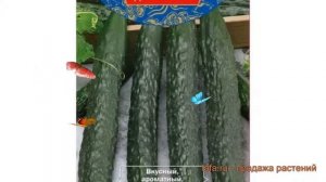 Огурец обыкновенный Пекинский гурман F1 ? обзор: как сажать, семена огурца Пекинский гурман F1