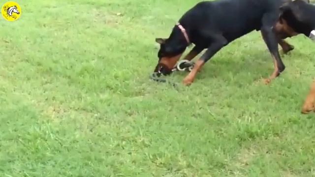 30 Dogs Trying to Save You Being Swallowed by a Python, What Will Happen Next? | Wild Animals смотреть онлайн
