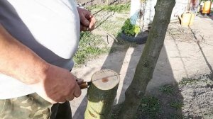Как делать весеннюю прививку (метод за кору и в расщеп)