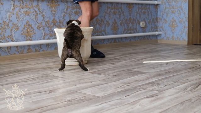 bullterrier puppy , щенки стандартного бультерьера смотреть онлайн