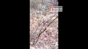 Лось застрял в петле браконьера Ивацевичи Телеханы