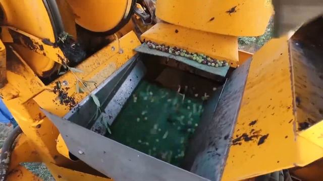 How extra virgin olive oil is made. смотреть онлайн