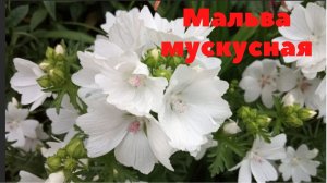 Мальва мускусная. Нежный и нарядный цветок.