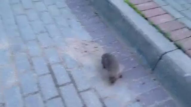 Ёжик в тумане!!! Магический круг.....))) смотреть онлайн