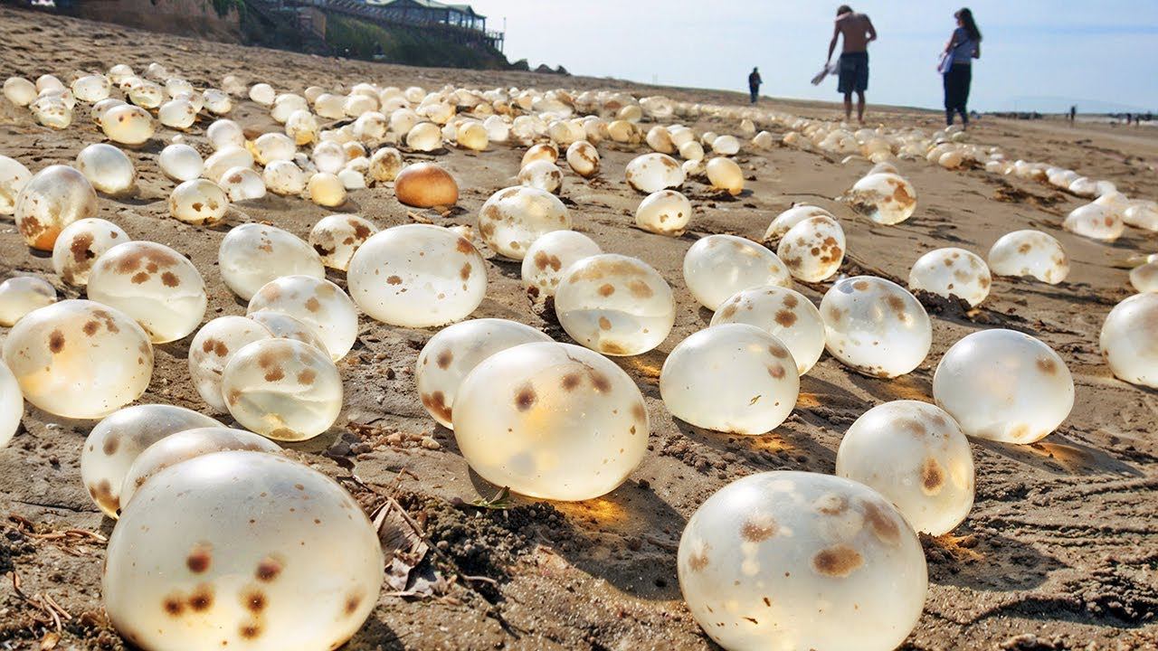 Случаи в Природе Один на Миллион смотреть онлайн