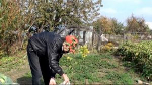 Черешня сорта Тютчевка – описание и характеристики