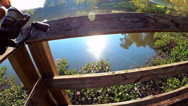 Keeping It Simple Will Catch You More Fish From The Bank(FLORIDA BANK FISHING) смотреть онлайн