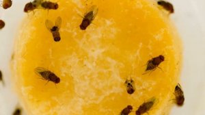 Как избавится от мошек в квартире