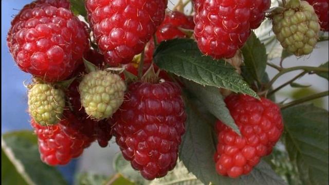 Диктант для 2 класса "Дети в лесу" с проверкой смотреть онлайн