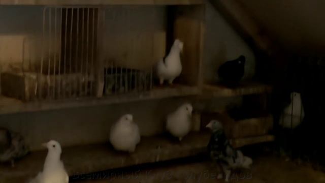 Голуби с Чердака / Мы первые туда попали смотреть онлайн