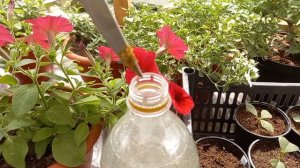 Чем подкормить черенки гортензии?????