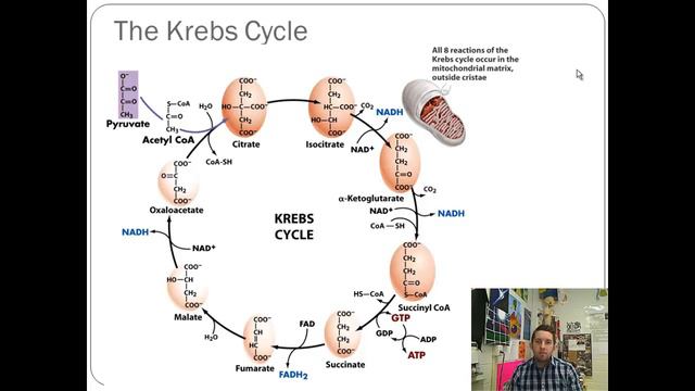 The Krebs Cycle смотреть онлайн