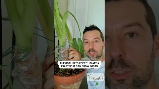 Alocasia Air Layering Propagation смотреть онлайн