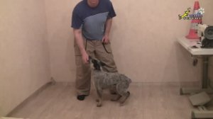 Дрессировка щенка, простое важное упражнение