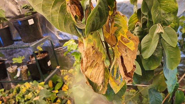 Tropical grow tent in winter. Fruiting black sapote, carambola and strawberries. Figs and more. смотреть онлайн
