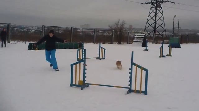 Киселевич А., в. корги Корж, 18.12.16, дебют трасса 2 смотреть онлайн