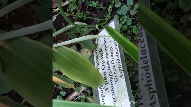 Ирезине, хлорофитумы.Это надо увидеть!!!Irezine, chlorophytums. This is a must see !!!??? смотреть онлайн