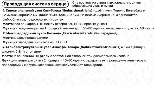 Проводящая система сердца: водители ритма, пучок Гиса, волокна Пуркинье / Физиология сердца смотреть онлайн