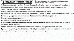 Проводящая система сердца: водители ритма, пучок Гиса, волокна Пуркинье / Физиология сердца