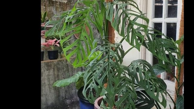 THE MONSTERA ESQUELITO A.K.A EPPREMOIDES "SKELETON MONSTERA" an Aroid houseplant Monster смотреть онлайн