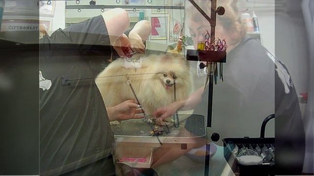 Уход за щпиц. смотреть онлайн