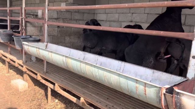 Oson Qo’y Boqish Bunday Bo’ladi Uysharoitda 📞916632268