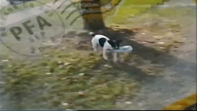 AniMail Box Call (All new planet’s funniest animals version) смотреть онлайн
