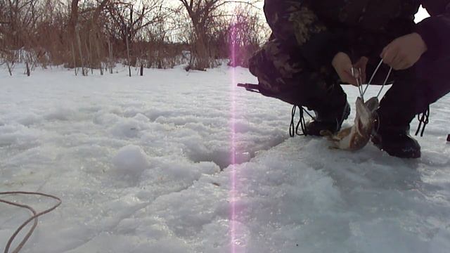 Зимняя рыбалка 2016, четвертый выезд 04 02 2016 (щука на жерлицу) смотреть онлайн
