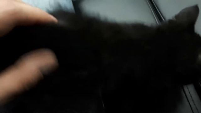 Приручение котенка смотреть онлайн