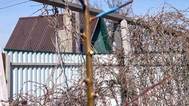 Привито на дичку три сорта яблонь смотреть онлайн