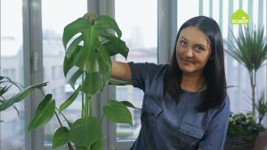 МОНСТЕРА. Уход и пересадка. Как пересадить монстеру. Как поливать монстеру. Уход за растениями дома