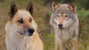 Вот Что Будет, Если Скрестить Льва и Лошадь - Самые Необычные Гибриды Животных