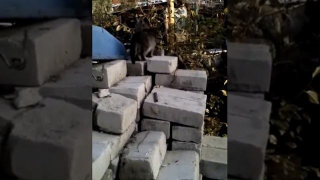 Алиска и Мася. Воспитание подрастающего поколения. смотреть онлайн