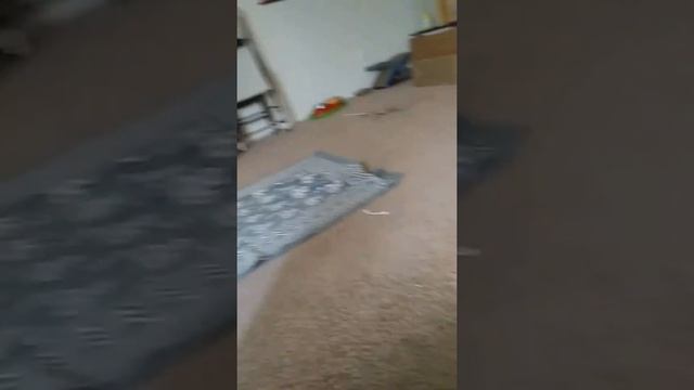 The Loch Ness Monster playing with a Q-tip смотреть онлайн
