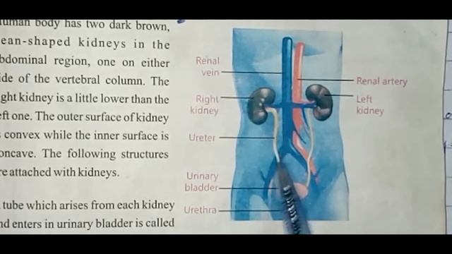 Class 8 || Science || Chapter 1 || Excretory system || By Excel School смотреть онлайн