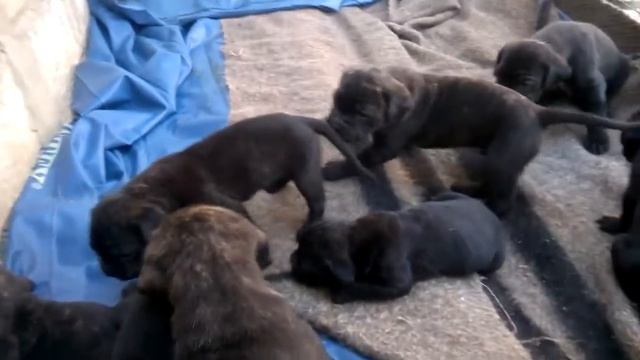 О породе, собака кане-корсо, смотреть фильмы про породу собак щенки 4 недели смотреть онлайн