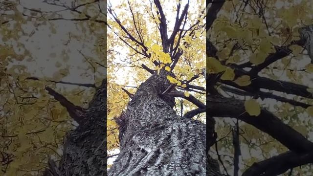 Липа осенью смотреть онлайн