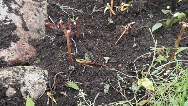 ЧЕСНОК и ТЮЛЬПАНЫ быстрая и простая посадка. Кто обАрдзел в моем саду? смотреть онлайн