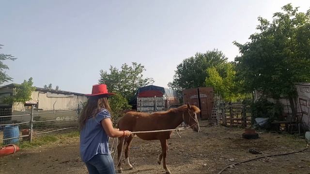 Угощение // учим ЛОШАДЬ следовать за человеком✔ смотреть онлайн