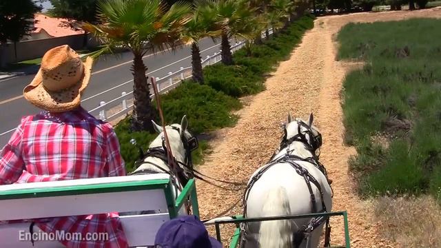 When Does Lavender Bloom? In June! смотреть онлайн
