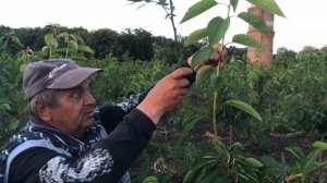 Формировка черешни веретено-подобной кроной.