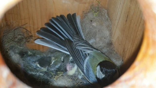 История одного скворечника в нашем детском саду смотреть онлайн