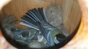 История одного скворечника в нашем детском саду