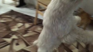 Цвергшнауцер без бороды! ?