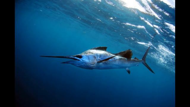 ''Что манит птицу высота'' -Arkan Martynov смотреть онлайн