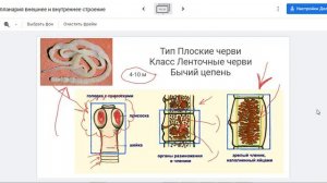 Бычий цепень