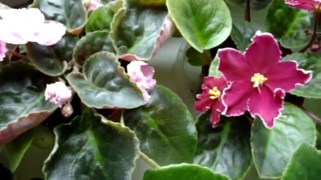 Сенполии (Saintpaulia) на подоконнике. ❀❀❀ смотреть онлайн