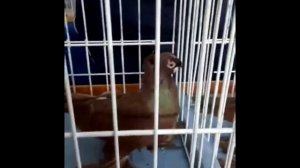 Обзор узбекских двухчубых голубей на выставке в г Алматы 09.12.2018 г